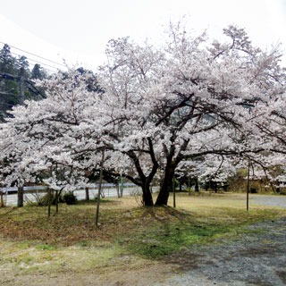 夫婦(めおと)桜