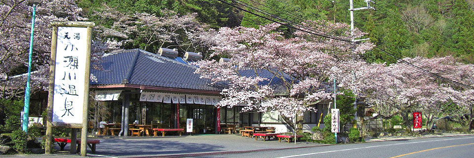 桜と小瀬川温泉