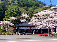 小瀬川温泉の桜